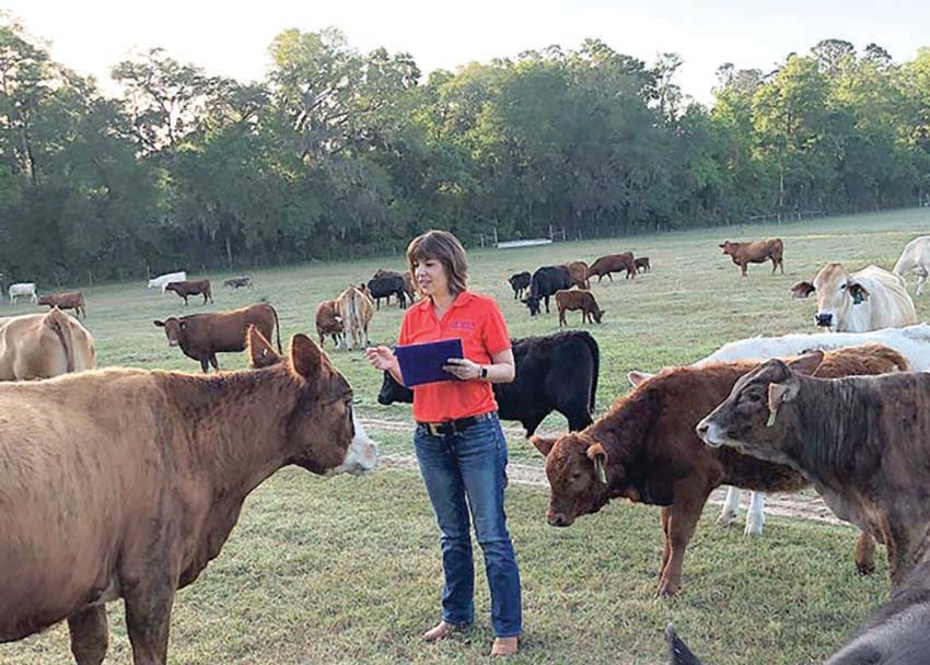Raluca Mateescu, a UF/IFAS animal sciences professor, examining cattle in a field near her office at the main UF campus in Gainesville.